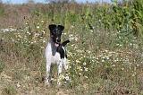 FOX TERRIER POIL LISSE 052